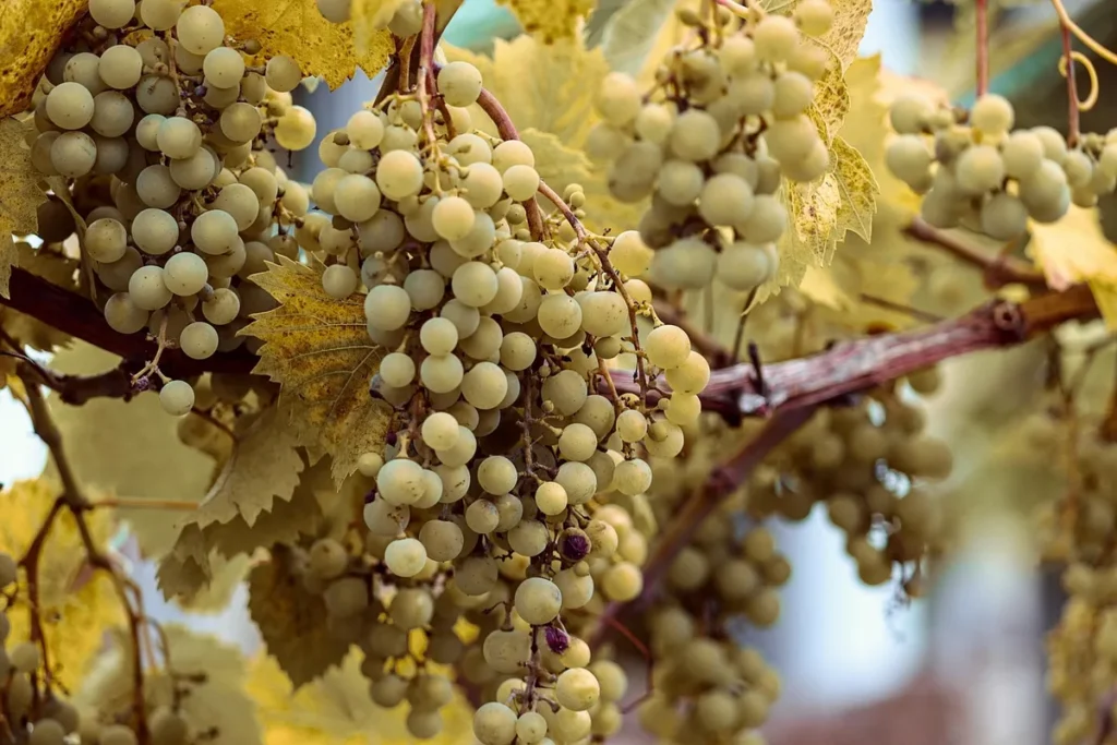 La Torgine vigne qui change la donne pour les petits clos